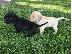 PoulaTo: Τα κουτάβια Toy Labrador Retriever είναι έτοιμα