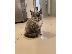 PoulaTo: British Shorthair Kittens For Sale