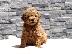 PoulaTo: F1b Goldendoodle κουτάβια