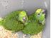 PoulaTo: lovely babies amazon parrots for 190€