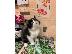 PoulaTo: Η όμορφη μας εμφάνιση GCCF ενεργή Exotic Shorthair είχε