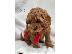 PoulaTo: Cockapoo