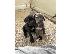 PoulaTo: Εγγεγραμμένα κουτάβια Cane Corso διαθέσιμα