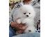 PoulaTo: Πολύτιμα κουτάβια Pomeranian