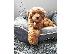 PoulaTo: Κουτάβια Goldendoodle