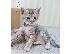 PoulaTo: Savannah Kitten. tica Εγγεγραμμένος