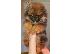 PoulaTo: Pomeranian spitz BOO κουτάβια, Pomeranian, Pomeranian αρκουδάκια