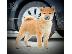 PoulaTo: Κουτάβια Shiba Inu