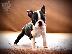 PoulaTo: Boston terrier - Τεριέ Βοστόνης