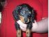 PoulaTo: Όμορφα Dachshunds