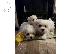 PoulaTo: Διαθέσιμα κουτάβια Maltipoo