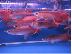 PoulaTo: Healthy Aquarium Arowana fishes available for sale