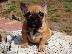 PoulaTo: Γαλλικά Μπουλντόγκ (French Bulldog puppies )
