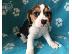 PoulaTo: Πωλούνται χαριτωμένα κουτάβια Beagle.