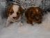 PoulaTo: Διαθέσιμα Cute King Charles Pups
