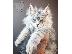 PoulaTo: Maine Coon - Μέιν Κουν