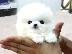 PoulaTo: Pomeranian Κουτάβια