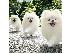 PoulaTo: Καταπληκτικά κουτάβια από Pomeranian!