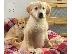 PoulaTo: Πωλείται κουτάβι Golden Retriever