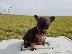 PoulaTo: Pinscher toy