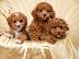 PoulaTo: Κουτάβια Goldendoodle