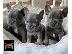 PoulaTo: French Bulldog - Γαλλικά μπουλντογκ