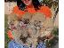 PoulaTo: Ένα όμορφο καθαρόαιμο Pomeranians