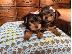PoulaTo: Πωλούνται κουτάβια Yorkshire Terrier