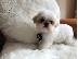 PoulaTo: Απόλυτη cutie, μικρό κουτάβι Shih Tzu έτοιμο τώρα