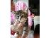 PoulaTo: Νορβηγικά δάση X Ragdoll Kittens