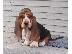 PoulaTo: Κουτάβια Basset Hound