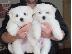 PoulaTo: Lovely Maltes Pups Πλήρως δοκιμασμένο για την υγεία