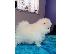 PoulaTo: Boo Mini Pomeranian