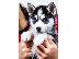 PoulaTo: Pure Breed Husky Pups Ready Now! Ble mátia Eyed !.