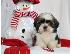 PoulaTo: Shih Tzu κουτάβια προς πώληση