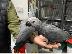PoulaTo: Το African Gray Baby είναι έτοιμο να βρει ένα νέο σπίτι