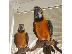 PoulaTo: Macaw Parrots For Adoption