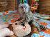 PoulaTo: baby marmoset πιθήκος για 299€