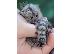 PoulaTo: lovely marmoset for 300€