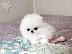 PoulaTo: Pomeranian κουτάβια