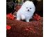PoulaTo: Αξιολάτρευτο Pomeranian Puppies
