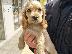 PoulaTo: Cocker Spaniel - Κόκερ Σπάνιελ