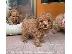 PoulaTo: Poodle apricot toy - Κανίς βερυκοκί τόι