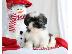 PoulaTo: Shih Tzu κουτάβια προς πώληση