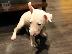 PoulaTo: Bull Terrier