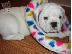 PoulaTo: englishbull κουτάβια για € 300