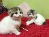 PoulaTo: Scottish fold kitten