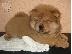 PoulaTo: έχουμε μια όμορφη στρωμνή kc chow chow chow chow;