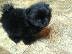 PoulaTo: Pomeranian μικροσκοπική spitz.