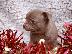 PoulaTo: 2 Όμορφη Lilac / Choc Ομαλή Coat Τσιουάουα Pups ΓΙΑ XMASS